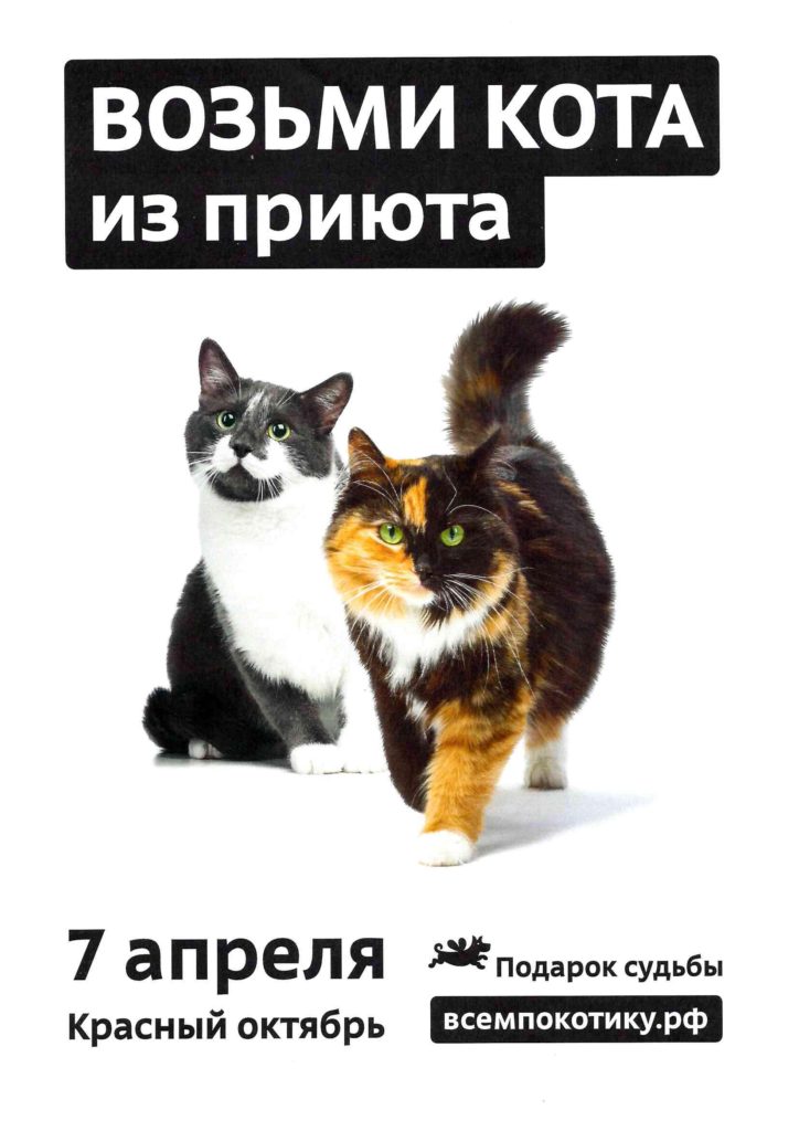 Возьмите домой кошек. Возьми кота. Возьми кота из приюта. Реклама возьми кота из приюта. Забрать котика с приюта.